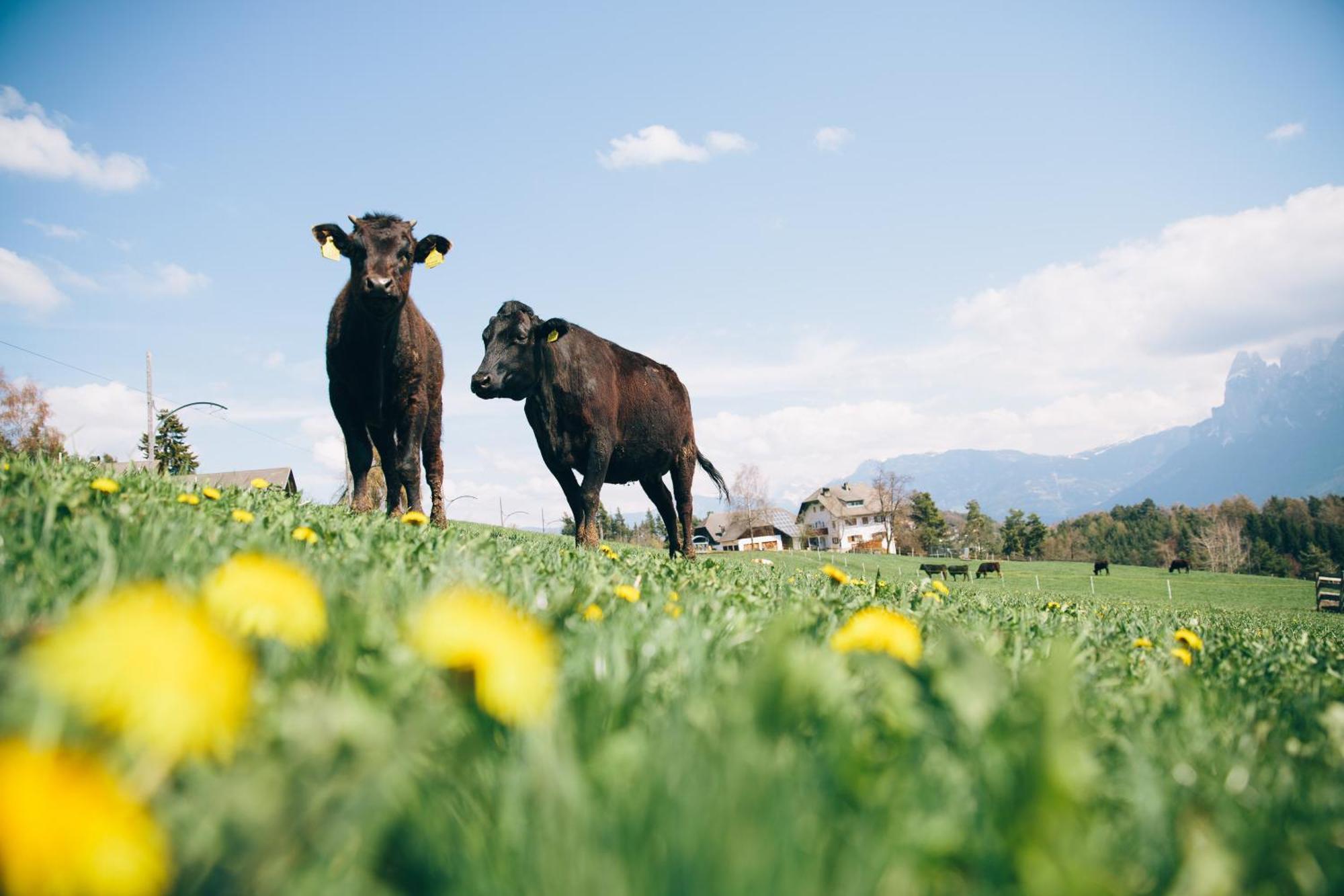 Alpin Farm Birke - Oberweidacherhof Collalbo Buitenkant foto