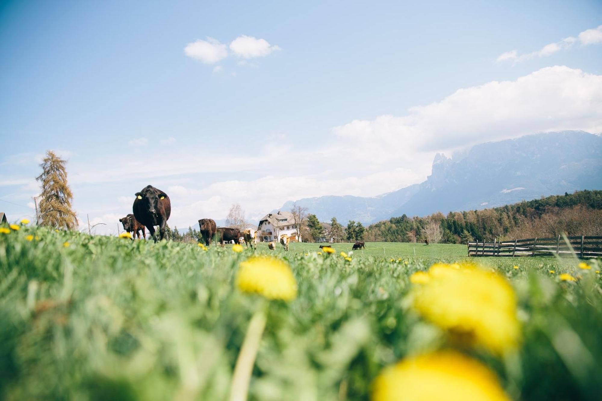 Alpin Farm Birke - Oberweidacherhof Collalbo Buitenkant foto