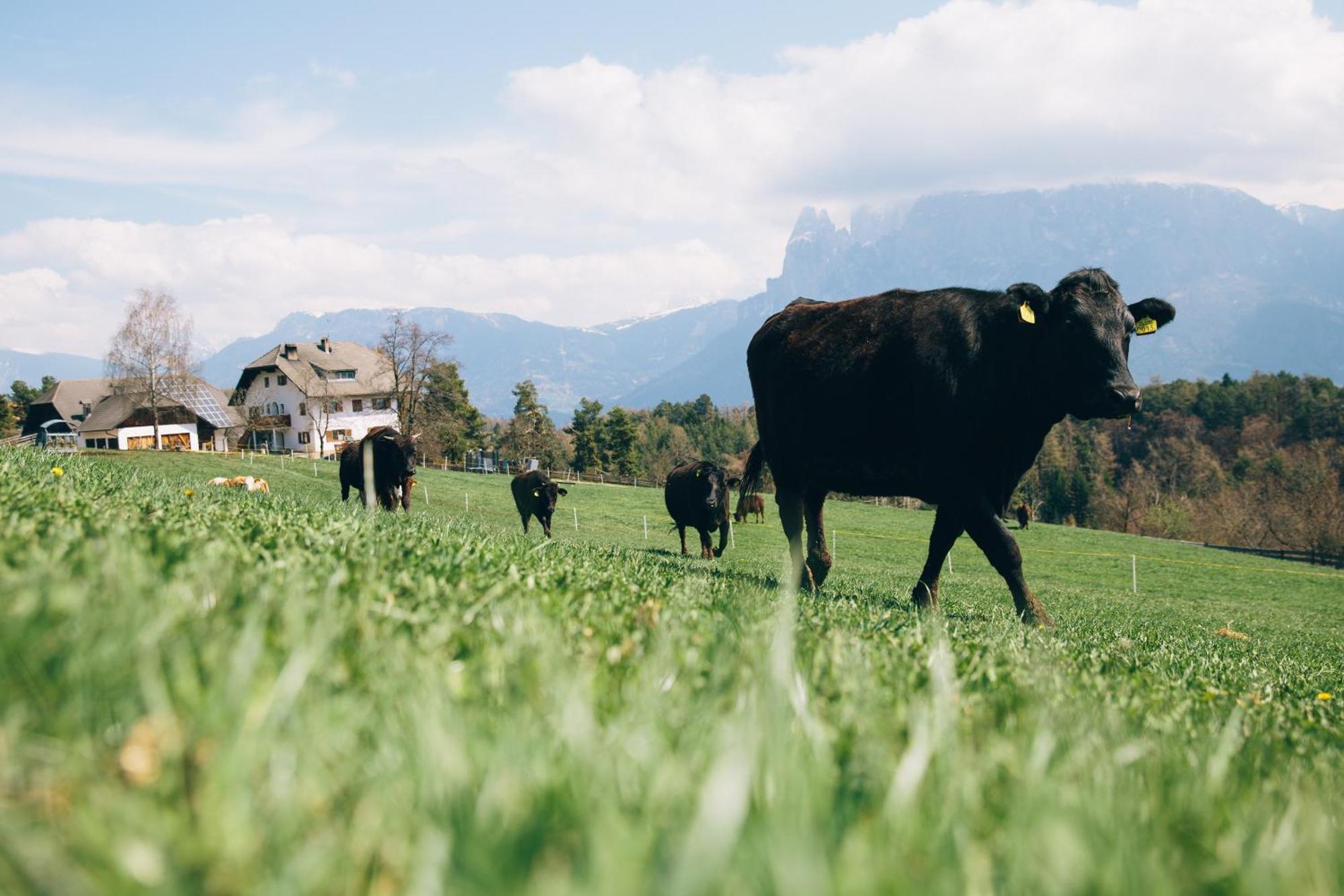 Alpin Farm Birke - Oberweidacherhof Collalbo Buitenkant foto